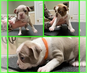 Boston Terrier Puppy for sale in MONTICELLO, GA, USA