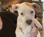 Puppy Sisu American Pit Bull Terrier