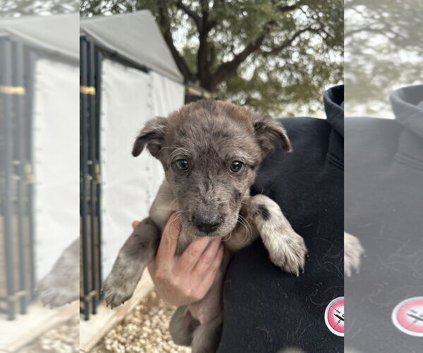 Medium Photo #1 Great Pyrenees-Unknown Mix Puppy For Sale in Oak Bluffs, MA, USA