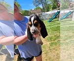 Small #2 Basset Hound