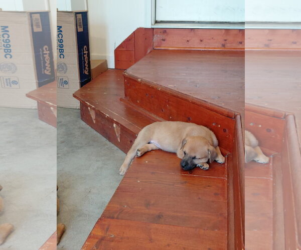 Medium Photo #2 German Shepherd Dog-Unknown Mix Puppy For Sale in Holly Springs, NC, USA