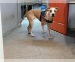 Small Border Collie-Boxer Mix