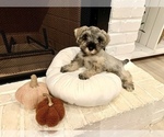 Small Photo #9 Schnauzer (Miniature) Puppy For Sale in TAYLORS, SC, USA
