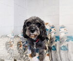 Jada ( cavapoo) - Female Cavapoo (Miniature) Dog for Adoption - Small photo