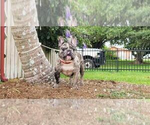 French Bulldog Puppy for sale in HOLLYWOOD, FL, USA