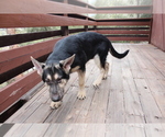 Small Photo #16 German Shepherd Dog Puppy For Sale in PINE MOUNTAIN CLUB, CA, USA