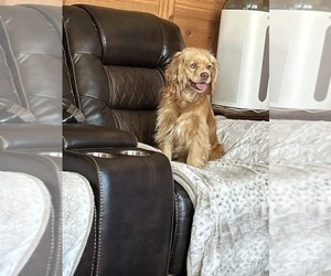 Cocker Spaniel Puppy for sale in ALFORD, FL, USA