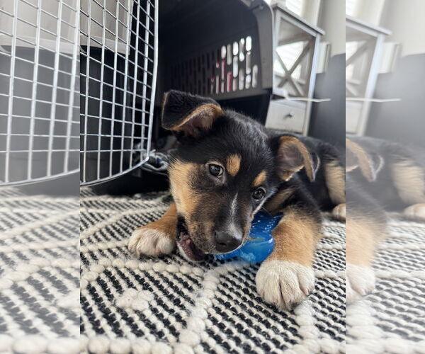 Medium Photo #1 German Shepherd Dog-Unknown Mix Puppy For Sale in Sandy, UT, USA