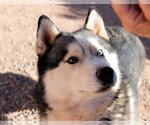 Small Photo #2 Siberian Husky Puppy For Sale in Cedar Crest, NM, USA