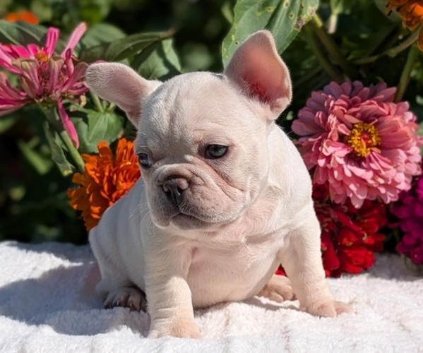 Medium Photo #30 French Bulldog Puppy For Sale in GOSHEN, IN, USA