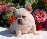 Small #14 French Bulldog