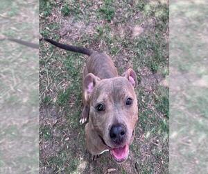 Mutt Dogs for adoption in Plano, TX, USA