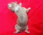 Small Photo #29 American Bully Puppy For Sale in TRENTON, NJ, USA