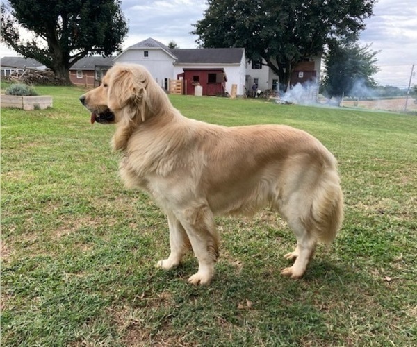 Medium Photo #1 Golden Retriever Puppy For Sale in LANCASTER, PA, USA