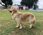 Small Photo #1 Golden Retriever Puppy For Sale in LANCASTER, PA, USA