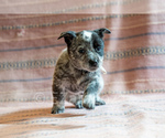 Small Photo #30 Cowboy Corgi Puppy For Sale in HOPKINSVILLE, KY, USA