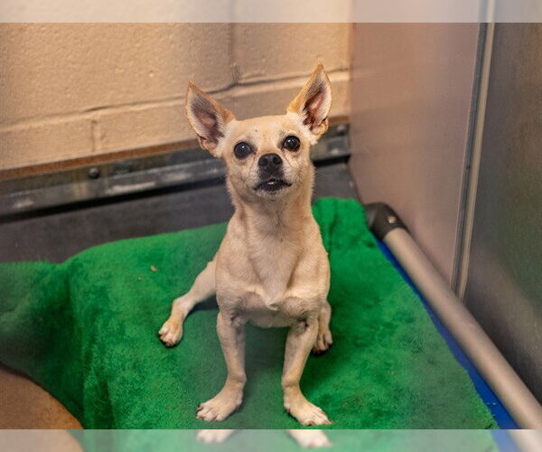 Medium Photo #1 Chihuahua-Unknown Mix Puppy For Sale in Martinez, CA, USA