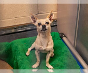 Chihuahua-Unknown Mix Dogs for adoption in Martinez, CA, USA