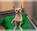 Small Chihuahua Mix