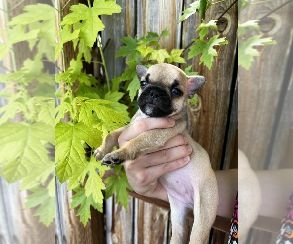 Medium Photo #6 French Bulldog Puppy For Sale in IDAHO FALLS, ID, USA