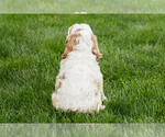 Small #4 Cockapoo (Miniature)