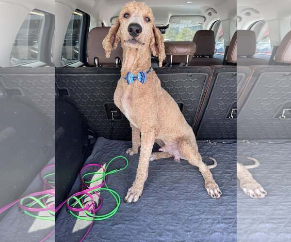 Medium Photo #1 Poodle (Standard) Puppy For Sale in Greenville, SC, USA