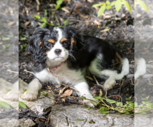 Cavalier King Charles Spaniel Puppy for sale in ROANOKE, IN, USA