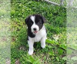 Small Border Collie