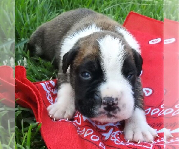 Medium Photo #1 Boxer Puppy For Sale in MANHEIM, PA, USA