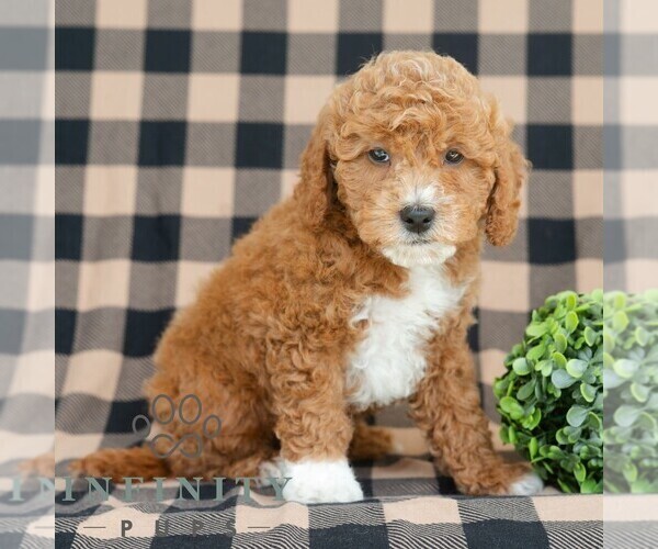 Medium Photo #4 Goldendoodle (Miniature) Puppy For Sale in DORNSIFE, PA, USA