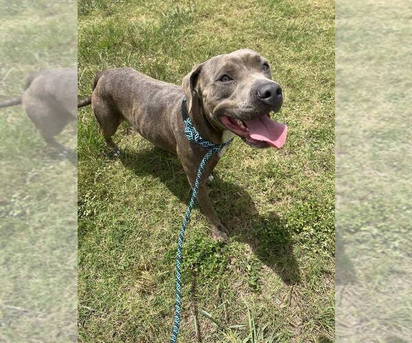 Medium Photo #6 Mutt Puppy For Sale in Abbeville, LA, USA