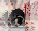 Sky - Female Chihuahua Puppy for Sale - Photo #21