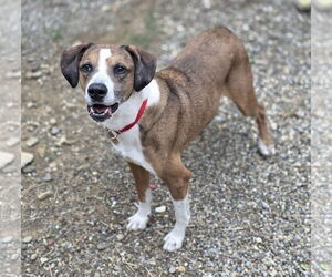 Bogle Dogs for adoption in Woodsfield, OH, USA
