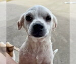 Small #19 Pug Mix