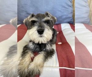 Schnauzer (Miniature) Puppy for sale in CLEVER, MO, USA