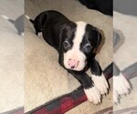 Small #7 American Bulldog