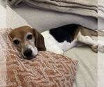 Small #2 Beagle