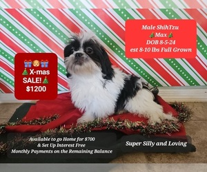 Shih Tzu Puppy for sale in TUCSON, AZ, USA