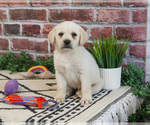 Small #12 Labrador Retriever