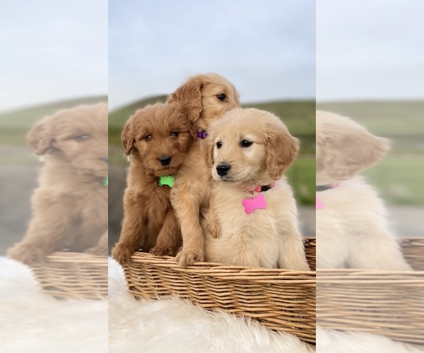 Medium Photo #4 Goldendoodle Puppy For Sale in PORTERVILLE, CA, USA