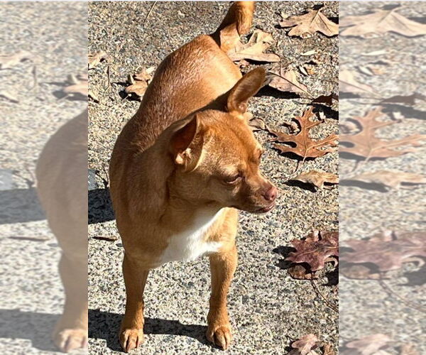 Medium Photo #8 Chiranian Puppy For Sale in Atlanta, GA, USA