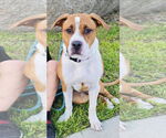 Small #1 Treeing Walker Coonhound Mix