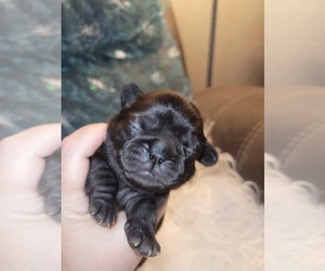 Pug Puppy for sale in SIDNEY, OH, USA