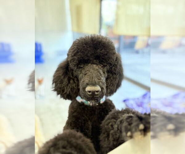Medium Photo #3 Poodle (Standard) Puppy For Sale in Studio City, CA, USA