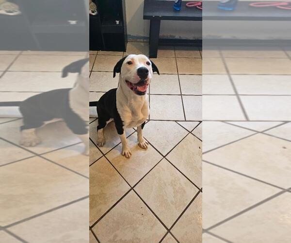 Medium Photo #2 American Pit Bull Terrier-Labrador Retriever Mix Puppy For Sale in DuQuoin, IL, USA