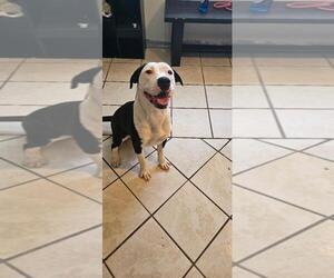 PIGGY - Female American Pit Bull Terrier-Labrador Retriever Mix Dog for Adoption - Photo #2