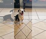 Small #1 American Pit Bull Terrier-Labrador Retriever Mix