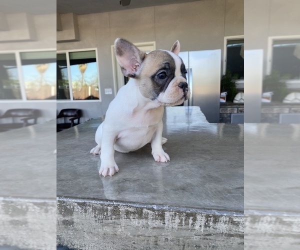 Medium Photo #8 French Bulldog Puppy For Sale in LEMOORE, CA, USA