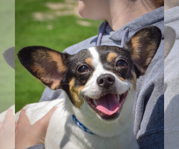 Medium Photo #5 Jack-Rat Terrier Puppy For Sale in Huntley, IL, USA