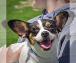 Small #4 Jack-Rat Terrier